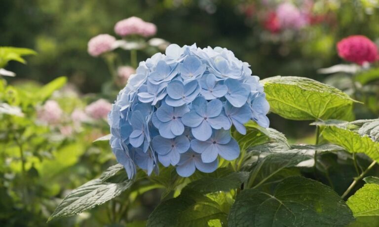 Cand se Planteaza Hortensia in Gradina